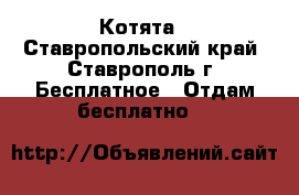 Котята - Ставропольский край, Ставрополь г. Бесплатное » Отдам бесплатно   